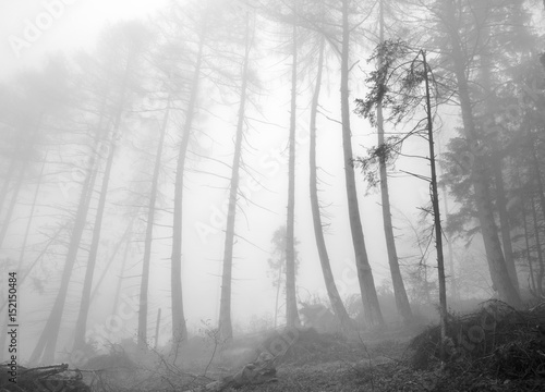 Fototapeta Naklejka Na Ścianę i Meble -  fog mountain green forest