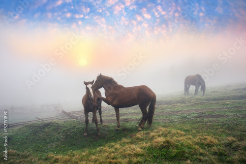 Horses in the fog at dawn © panaramka