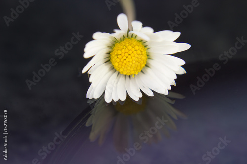 Single daisy after rain