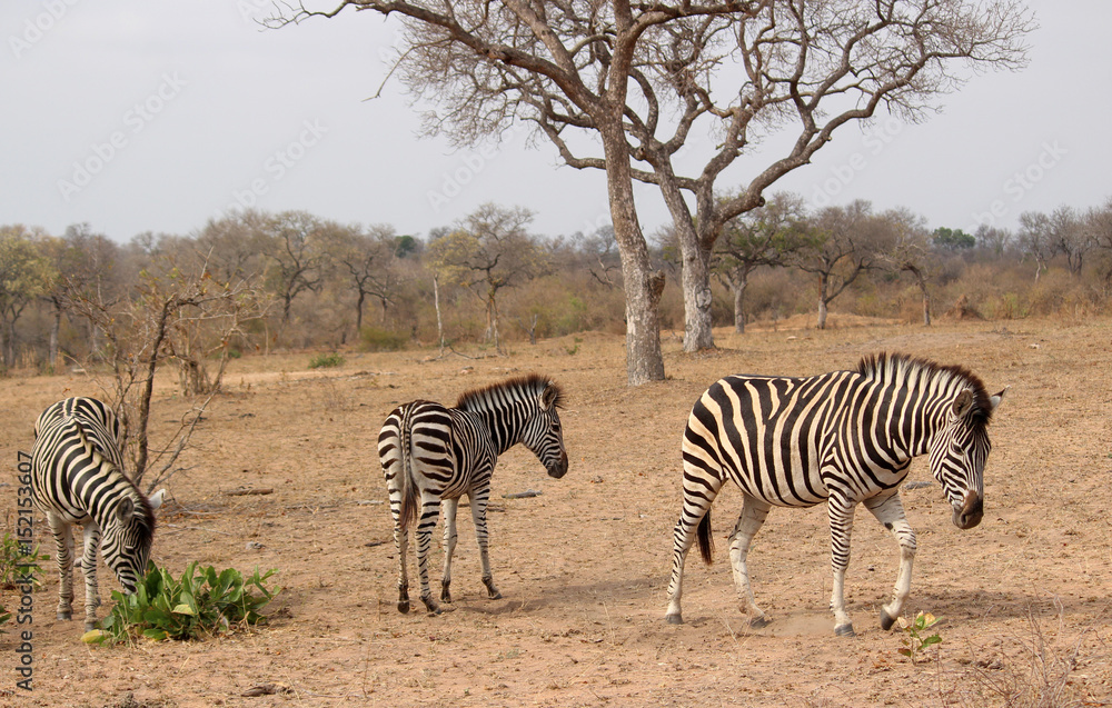 Obraz premium South African Zebra struggling for food in arid climate
