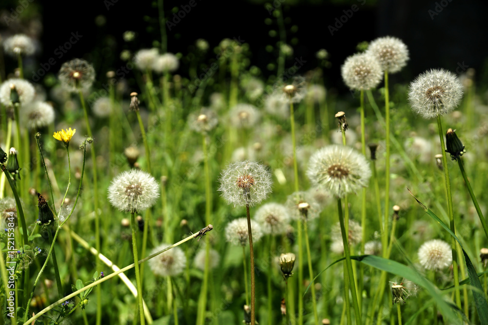 The blossoming flowers of dandelions