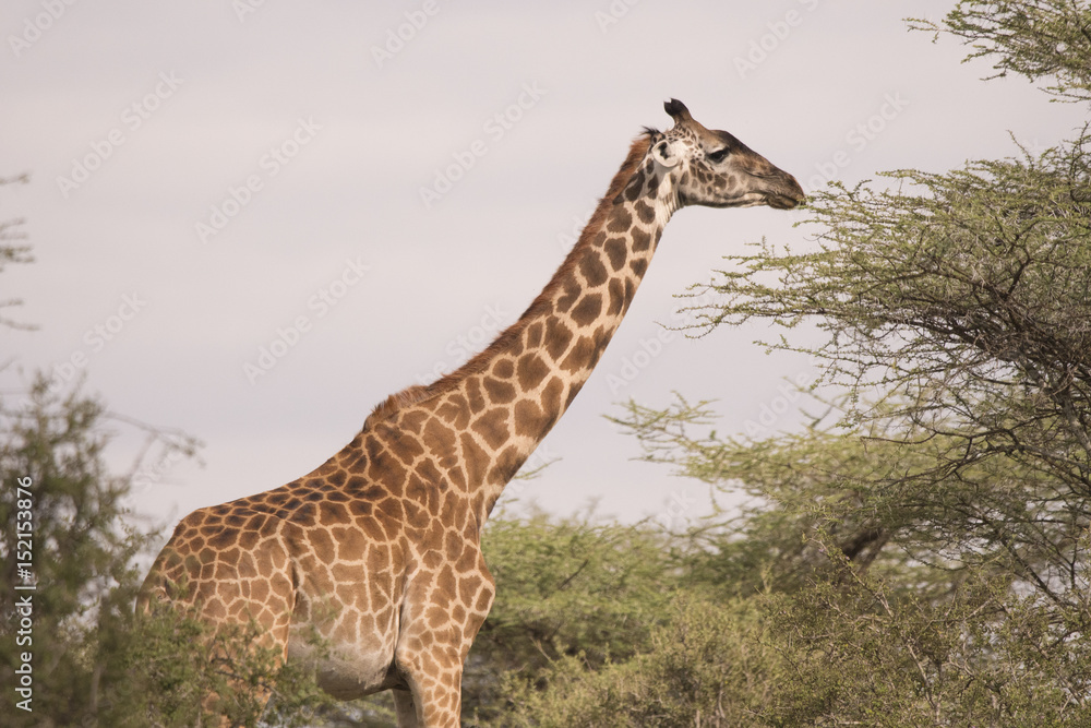 Fototapeta premium Giraffe in Sunset
