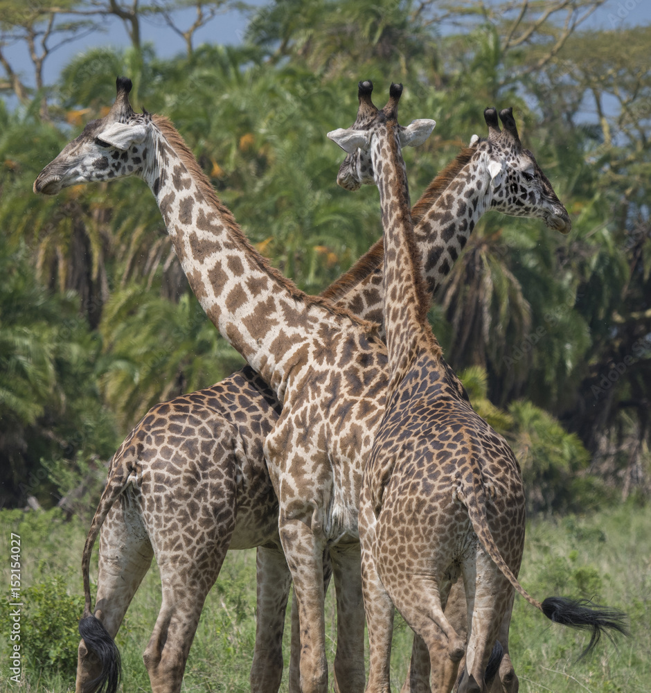 Obraz premium Giraffe Trio