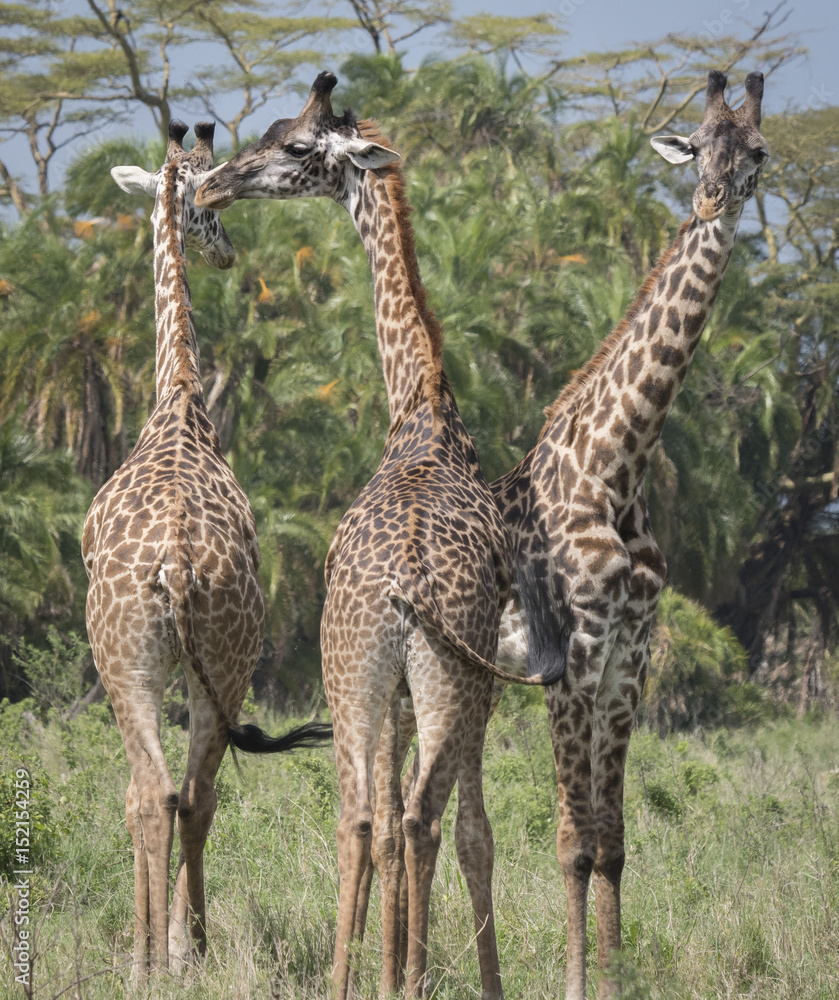 Obraz premium Giraffe Trio