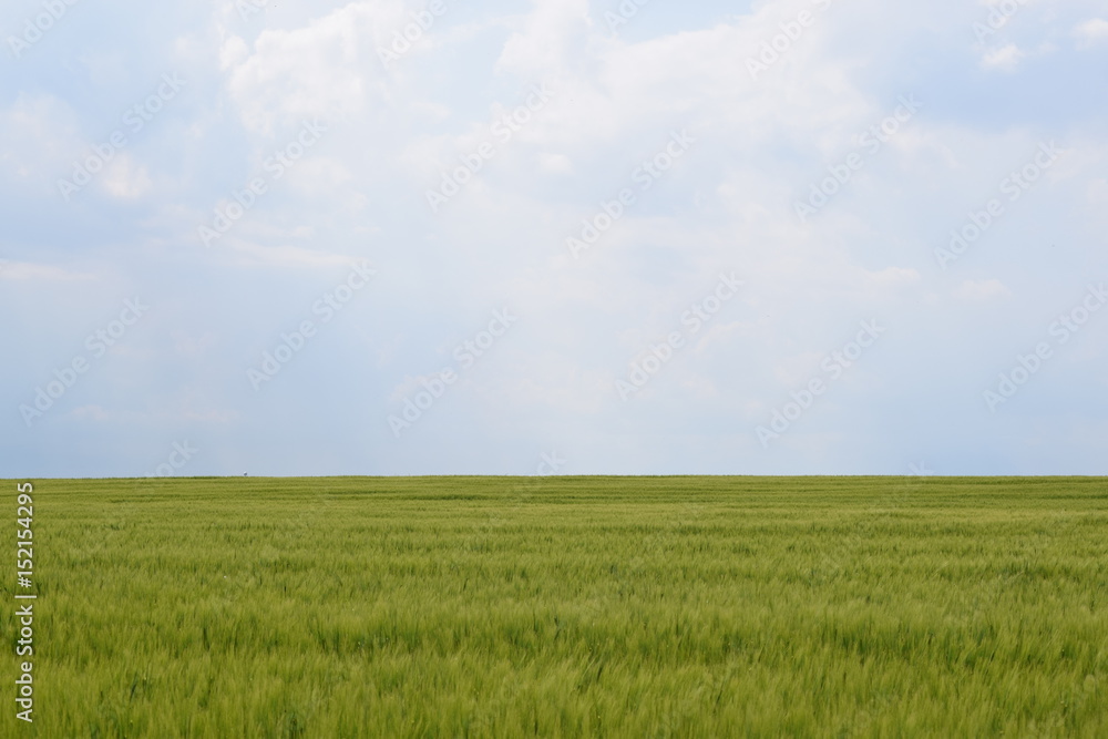 Fototapeta premium field