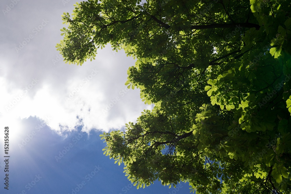 Leaves of the green tree during sunny day. Slovakia Leaves of the green tree during sunny day. Slovakia