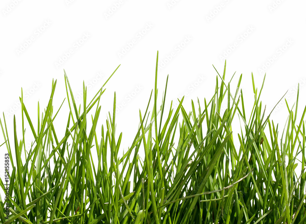 Obraz premium spring green grass on white isolated background