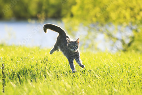 sweet tabby cat fun running on green meadow in Sunny day