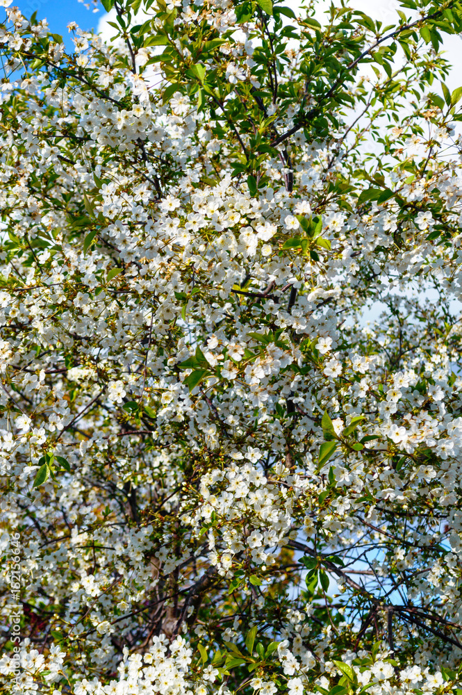 Blossoming apricot tree Blossoming apricot tree
