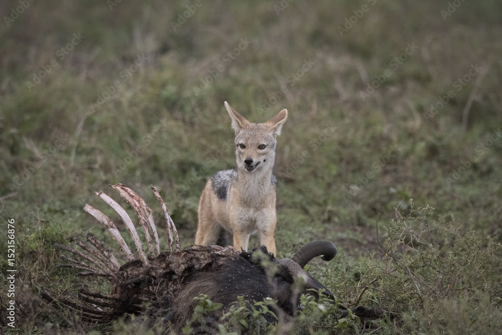 Jackal on Kill, Serengeti Jackal on Kill, Serengeti