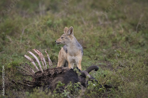 Fotografie Jackal on Kill