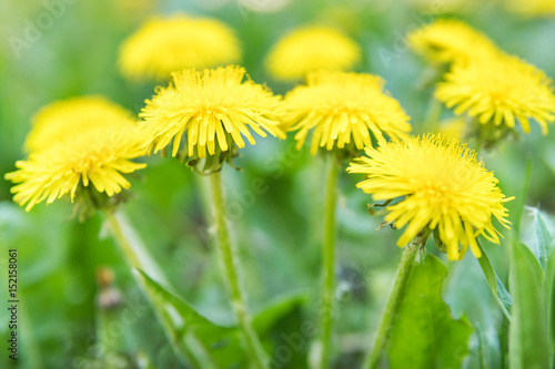 Beautiful yellow dandelions in a blurred green grass, close-up
