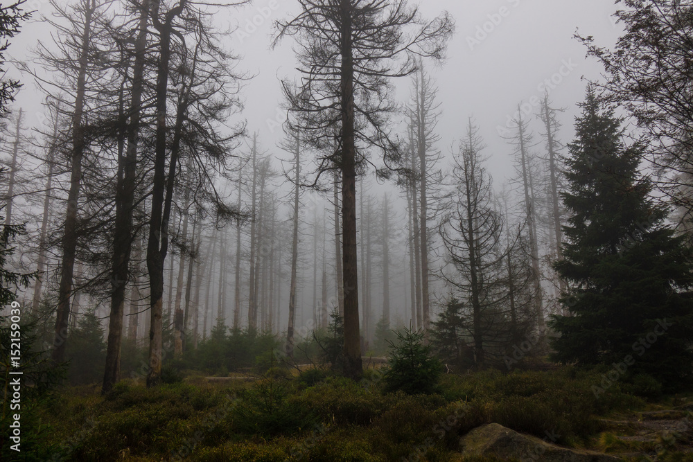 The old and autumn forest in Harz, Germany The old and autumn forest in Harz, Germany
