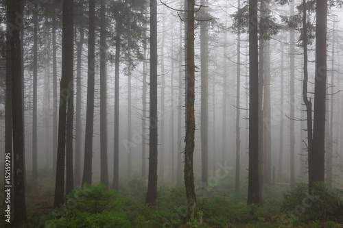 The old and autumn forest in Harz  Germany