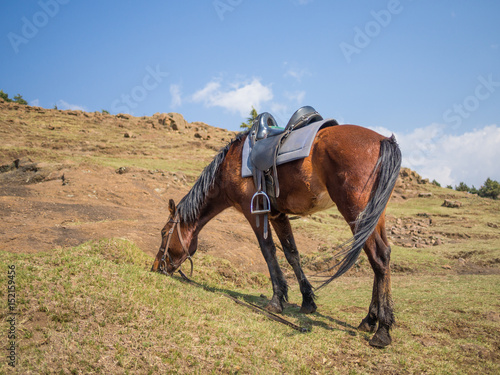 Basuto pony or horse grazing peacefully in the mountains of Lesotho, Africa © Fabian