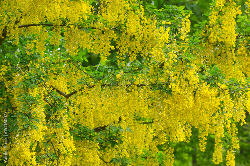 Fiori gialli di maggiociondolo 