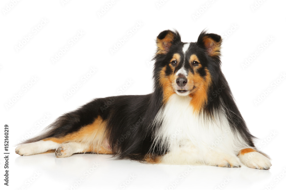 Shetland Sheepdog lying Shetland Sheepdog lying
