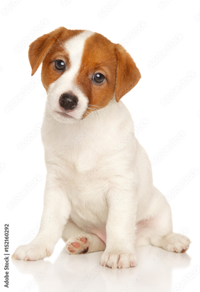 Jack Russell puppy