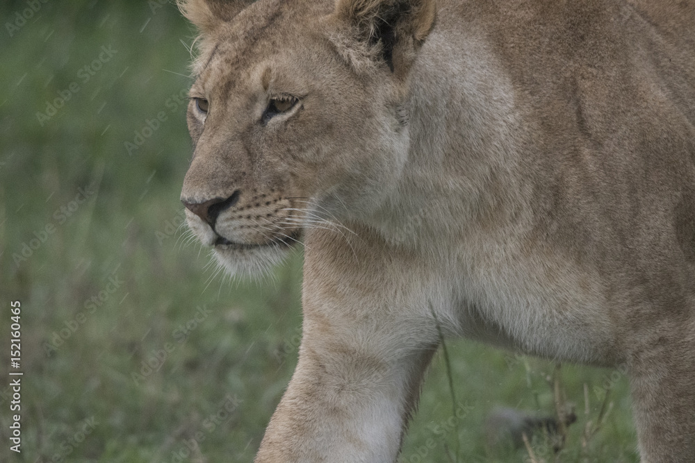 Lioness in Rain Stock Photo Adobe Stock