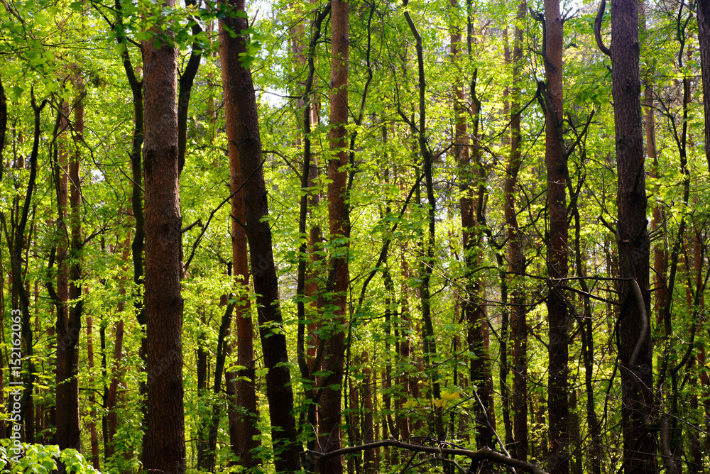 spring forest spring forest