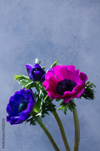 Fototapeta Naklejka Na Ścianę i Meble -  Fresh colorful blue and pink anemones flowers on gray stone background
