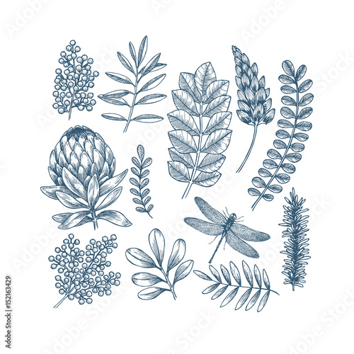 Hand drawn plant and flower collection. Vintage engraved flower set.