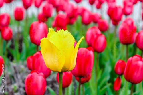Yellow tulip on a background of red flowers