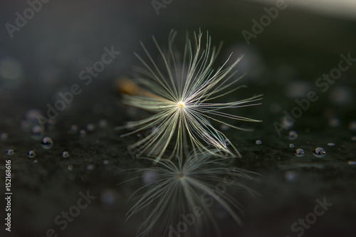 Seed of dandelion after rain