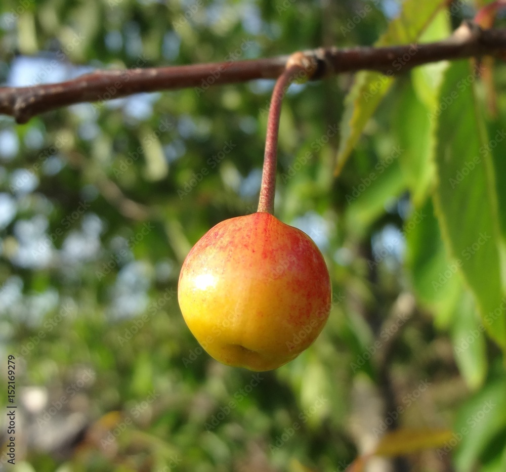 Pacific Coastal Apple Pacific Coastal Apple