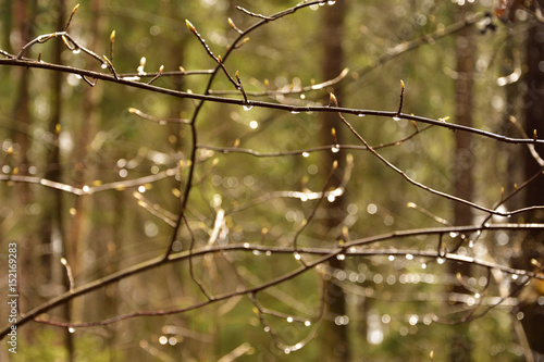 Interweaving of branches