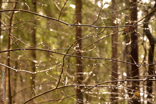 Interweaving of branches