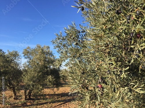 olive trees