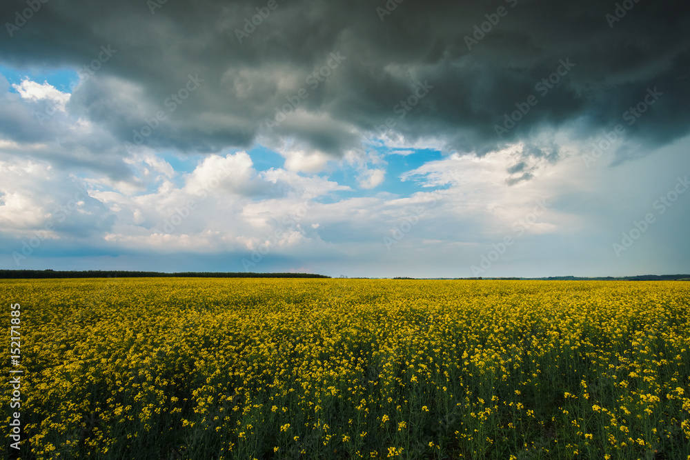 Stormy rape field Stormy rape field