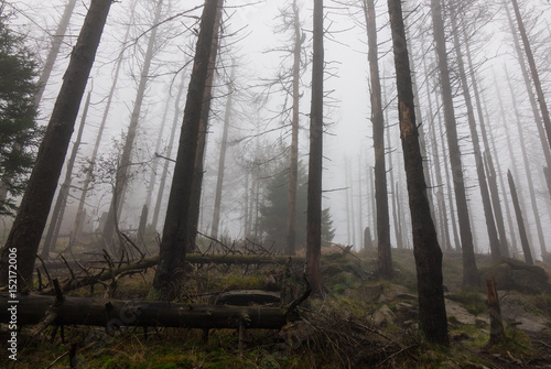 The old and autumn forest in Harz  Germany