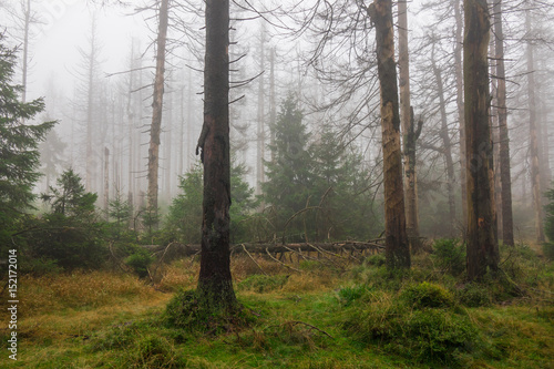 The old and autumn forest in Harz, Germany