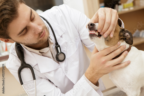 Handsome male vet examining teeth of a dog at his clinic