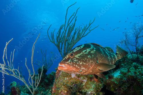 A nassau grouper enjoys his habitat on the reef in the tropical waters of Little Cayman. These fish provide an invaluable part of the ecosystem and keep populations of other species under control