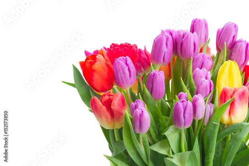 Fototapeta Naklejka Na Ścianę i Meble -  bouquet of bright fresh spring tulips close up isolated on white background