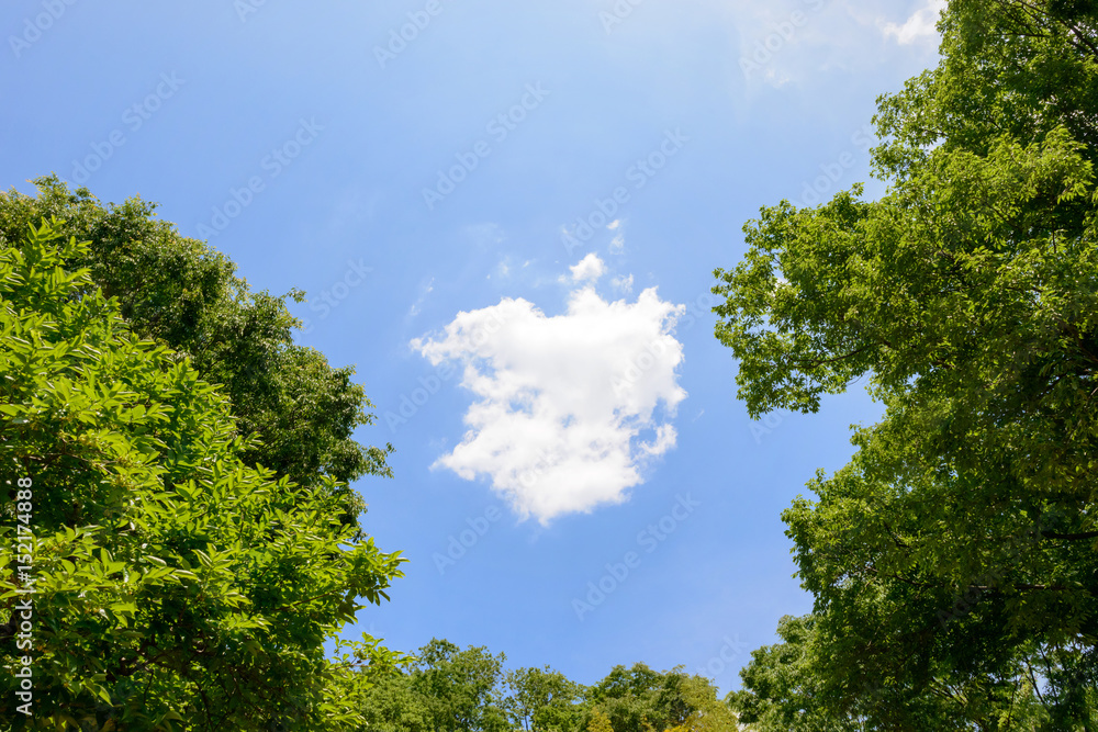 新緑の木々と青空と雲 新緑の木々と青空と雲