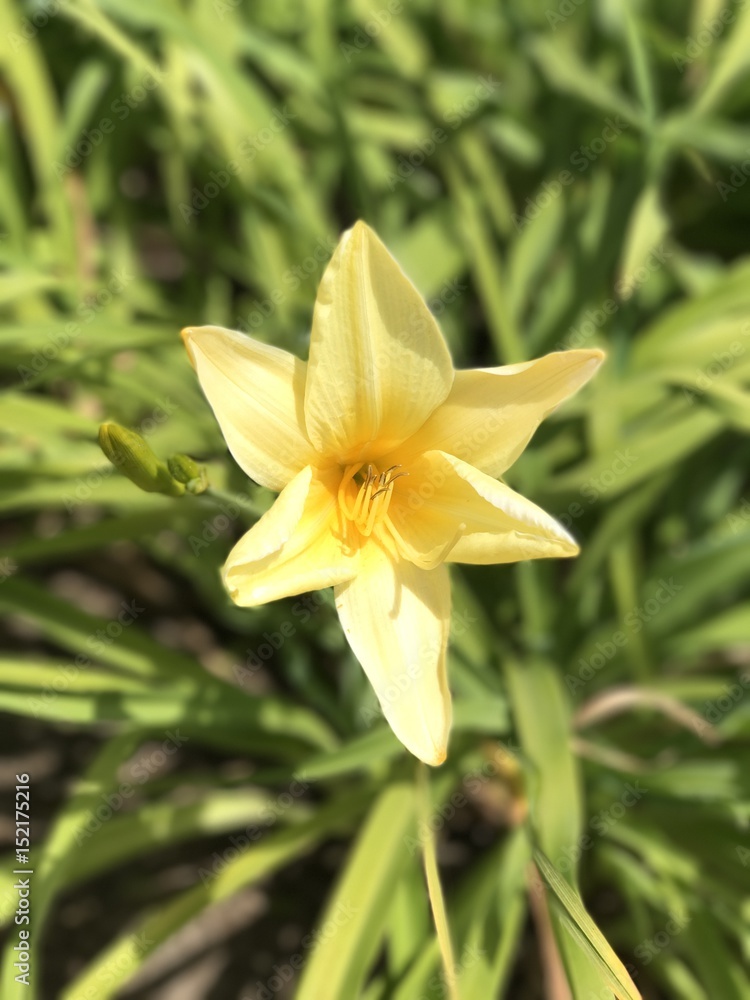 Fototapeta premium yellow flower