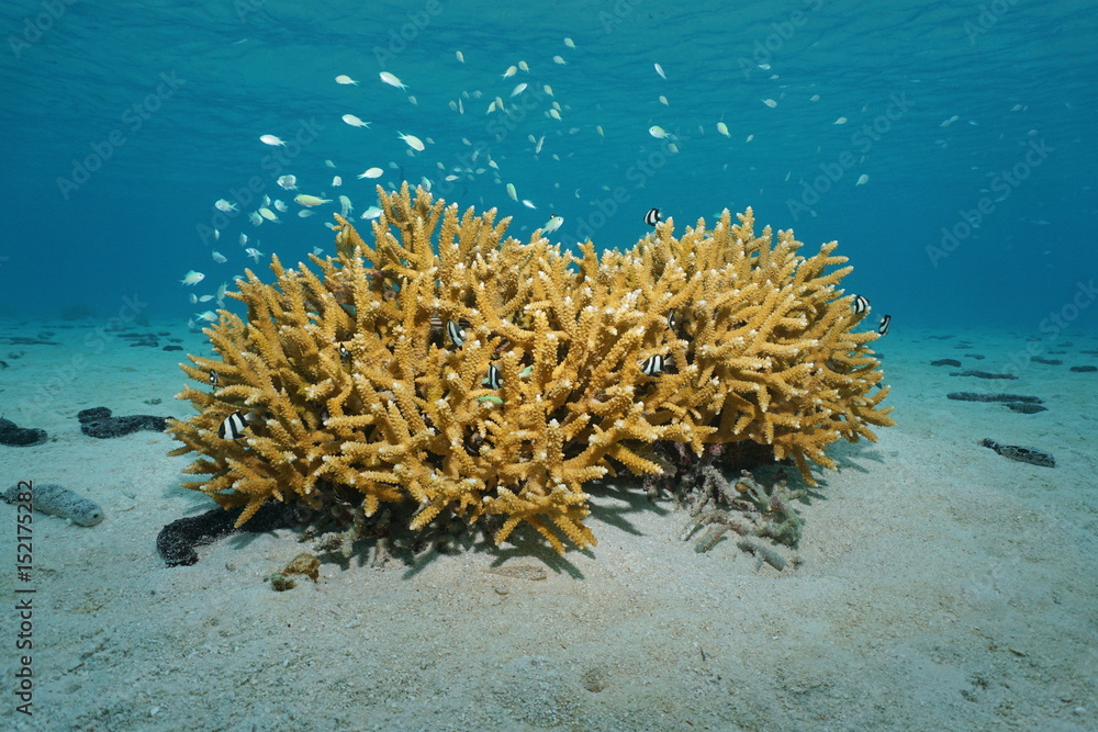 Naklejka premium Staghorn coral underwater with fish blue-green chromis and whitetail dascyllus damselfish on a sandy seabed in the lagoon of Bora Bora, Pacific ocean, French Polynesia