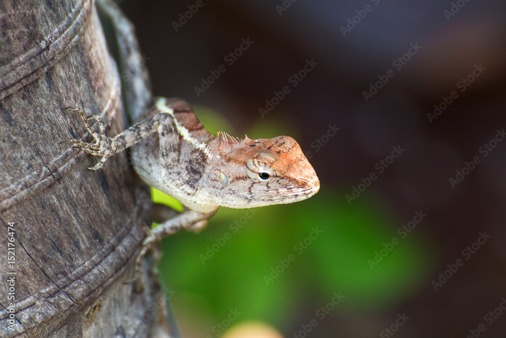 Fototapeta premium The Chameleon in nature