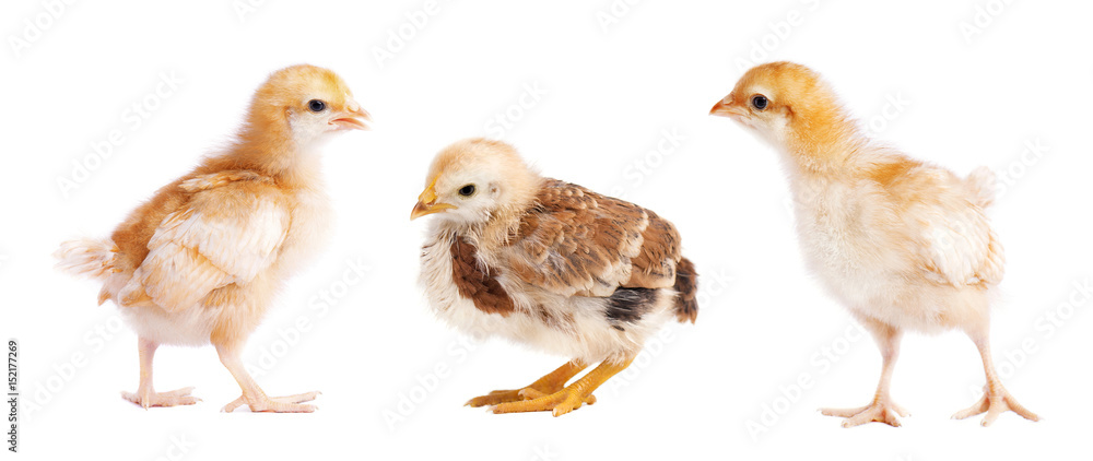 Small chickens isolated on white background. Collage of chick Small chickens isolated on white background. Collage of chick