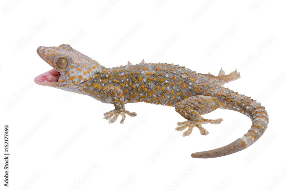 Obraz premium Giant Gecko, Uroplatus fimbriatus, Gecko z otwartą paszczą pokazującą swój czerwony język jako obronę przed wrogiem na białym tle. Dzika przyroda i dzicz Madagaskaru