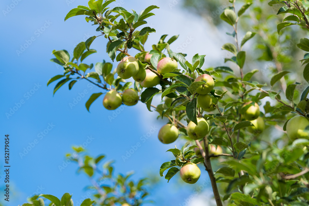 green apples on tree