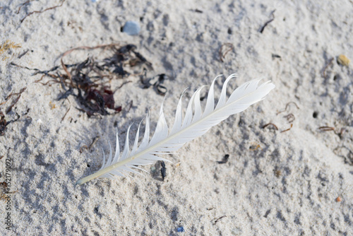 white feather on beach © hansenn