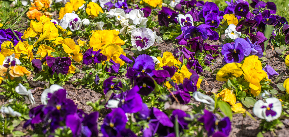 flower bed Pansy