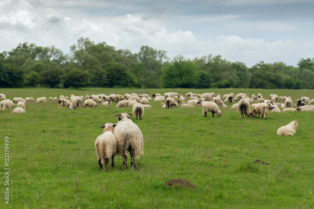 Pastoral scene, a flock of sheep Pastoral scene, a flock of sheep