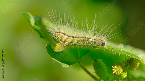 The caterpillar © 杜 海珍