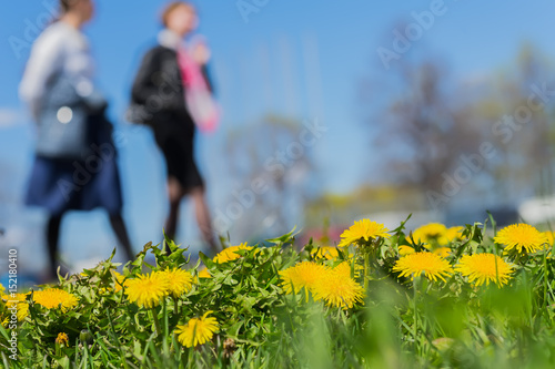 Blurred womens walking in park, spring season, green grass meadow, bright yellow young dandelions, copy space. Abstract background, people activities, lifestyle